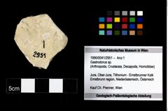 Foto (Objekt + Etikett) von Gastrodorus sp.  (NHMW-GEO-1990-0041-2951)